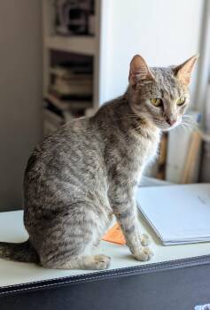 Rescue Domestic Short Hair Cats for Adoption in Fort Worth, Texas - Marmie | PetCurious