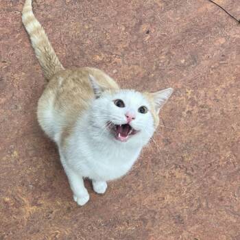 Domestic Short Hair Cats Available for Adoption - Macaroni | PetCurious