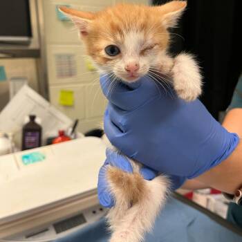 Sand Dollar -  Domestic Short Hair Cat for Adoption in Charlottesville, Virginia - Sand Dollar | PetCurious