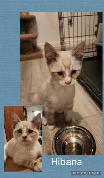 Hibana -  Domestic Short Hair Cat for Adoption in Newberg, Oregon - Hibana | PetCurious