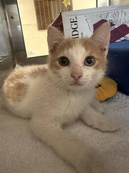 Domestic Short Hair Cats Available for Adoption in West Chester, Pennsylvania - Apricot | PetCurious
