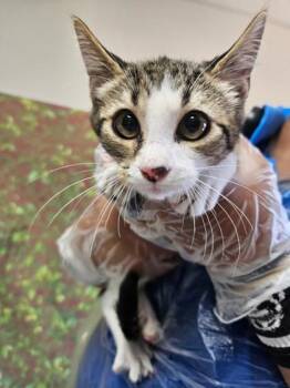 Tiger -  Domestic Short Hair Cat for Adoption in San Antonio, Texas - Tiger | PetCurious