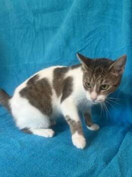 Domestic Short Hair Cats Available for Adoption - Gypsy | PetCurious