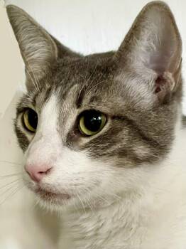 Jasper (bonded with Jacob) -  Domestic Short Hair Cat Available for Adoption in Oakland, California - Jasper (bonded With Jacob) | PetCurious
