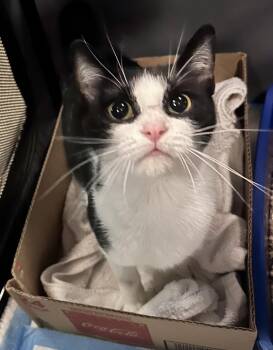 Cooley -  Domestic Short Hair Cat for Adoption in Ferndale, Michigan - Cooley | PetCurious