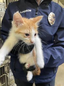 Domestic Long Hair Cats Available for Adoption in Stockton, California - OLIVER | PetCurious
