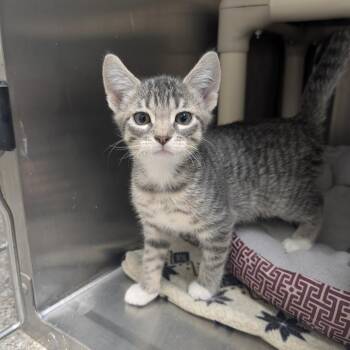 Puffball -  Domestic Short Hair Cat for Adoption in Detroit Lakes, Minnesota - Puffball | PetCurious