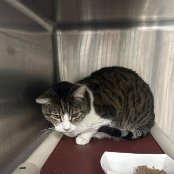 Domestic Short Hair Cats Available for Adoption - Beauregard | PetCurious