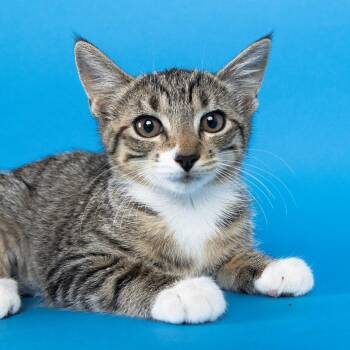 Deep Fried Oreo -  Domestic Short Hair Cat for Adoption in Franklin, Tennessee - Deep Fried Oreo | PetCurious