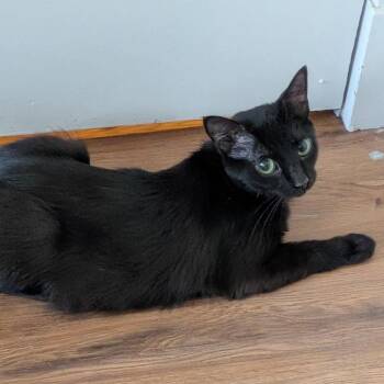 Dream -  Domestic Short Hair Cat for Adoption in Pittsburgh, Pennsylvania - Dream | PetCurious