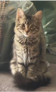 Cider -  Domestic Short Hair Cat for Adoption in Phoenix, Arizona - Cider | PetCurious