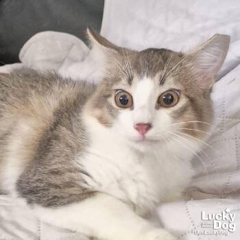 Domestic Short Hair and Tabby Cats Available for Adoption - Orion | PetCurious