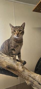 SUNDAE -  Domestic Short Hair Cat for Adoption in Du Quoin, Illinois - SUNDAE | PetCurious