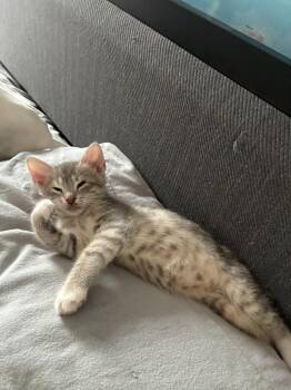 Daisy (Lead Me Home Litter) -  Domestic Short Hair Cat for Adoption in Telford, Pennsylvania - Daisy (Lead Me Home Litter) | PetCurious