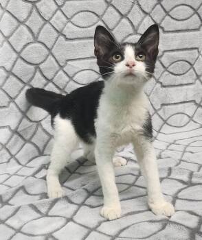 260974  Doug -  Domestic Short Hair Cat for Adoption in Wetumpka, Alabama - 260974  Doug | PetCurious