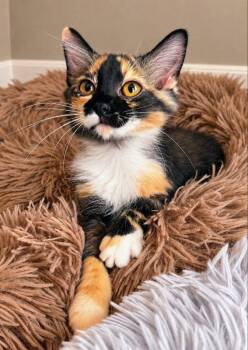Polly -  Tortoiseshell Cat for Adoption in Knoxville, Tennessee - Polly | PetCurious