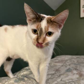 Rescue Domestic Short Hair Cats for Adoption in Johnstown, Pennsylvania - Lyric | PetCurious