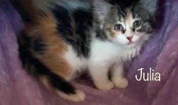 Calico Cats Available for Adoption in Dixon, California - Julia | PetCurious