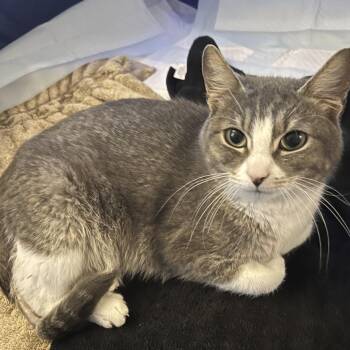 Bella -  Domestic Short Hair Cat for Adoption in Washougal, Washington - Bella | PetCurious