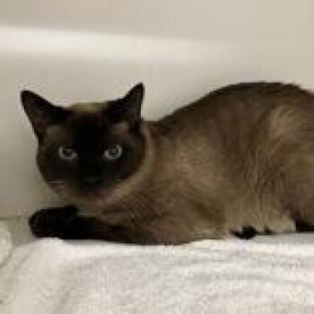 Sardine -  Siamese Cat for Adoption in Hilliard, Ohio - Sardine | PetCurious