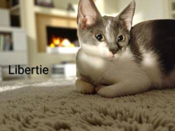 Rescue Domestic Short Hair Cats for Adoption in Lakeland, Florida - Libertie | PetCurious