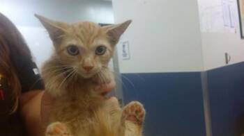 SIGIL -  Domestic Short Hair Cat for Adoption in Doral, Florida - SIGIL | PetCurious