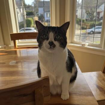 Lupo -  Domestic Short Hair Cat for Adoption in Washougal, Washington - Lupo | PetCurious