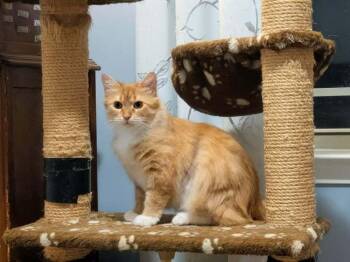 Domestic Long Hair Cats Available for Adoption - Croissant JR | PetCurious