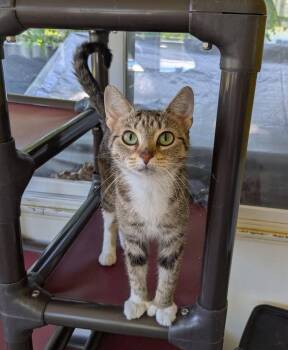Tabby and Domestic Short Hair Cats Available for Adoption in Bay City, Michigan - Neeva | PetCurious