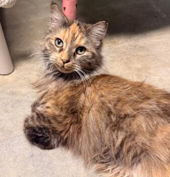 Domestic Long Hair Cats Available for Adoption - Gypsy | PetCurious