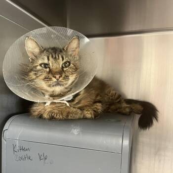 Chalino Sanchez -  Domestic Long Hair Cat Available for Adoption in Kansas City, Kansas - Chalino Sanchez | PetCurious