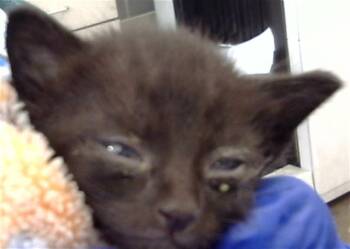 Rescue Domestic Short Hair Cats for Adoption in Dallas, Texas - MAI | PetCurious