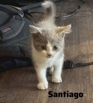 Domestic Medium Hair Cats Available for Adoption in Shrewsbury, Massachusetts - Santiago | PetCurious