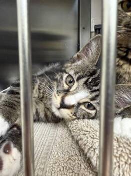 Humerous -  Domestic Short Hair Cat for Adoption in Wichita, Kansas - Humerous | PetCurious