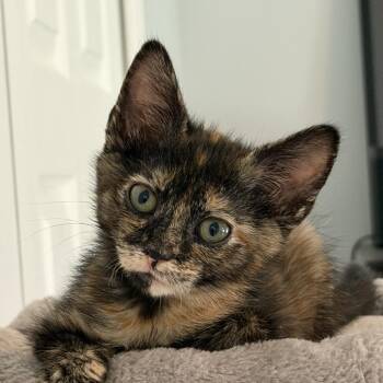 Posey -  Domestic Short Hair Cat for Adoption in Potomac, Maryland - Posey | PetCurious