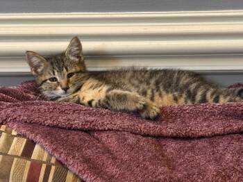 Elysia -  Tabby Cat for Adoption in Macomb, Michigan - Elysia | PetCurious