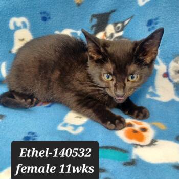 Ethel -  Domestic Short Hair Cat for Adoption in New Tazewell, Tennessee - Ethel | PetCurious