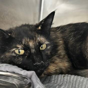 Domestic Short Hair Cats Available for Adoption in Chattanooga, Tennessee - Gogo | PetCurious