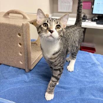 Hay Bale -  Domestic Short Hair Cat for Adoption in Reno, Nevada - Hay Bale | PetCurious