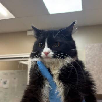 Domestic Medium Hair Cats Available for Adoption in Birmingham, Alabama - Padme | PetCurious