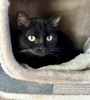 Rescue Domestic Short Hair Cats for Adoption in Shreveport, Louisiana - Samantha | PetCurious