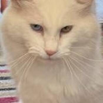 Puff (m) 4yrs old Himalayan Lilac point -  Himalayan and Siamese Cat for Adoption in Ottawa, Ontario - Puff (m) 4yrs Old Himalayan Lilac Point | PetCurious
