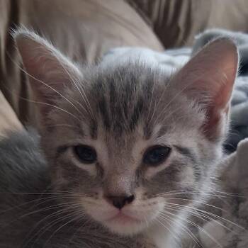Poppy -  Domestic Short Hair Cat for Adoption in Grand Rapids, Minnesota - Poppy | PetCurious