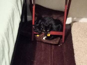 Rescue Domestic Short Hair Cats for Adoption in Portland, Oregon - Sparkles! | PetCurious