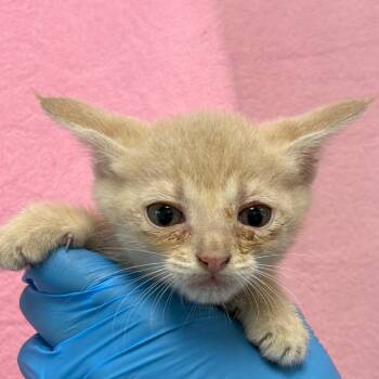 Crepe -  Domestic Short Hair Cat for Adoption in San Antonio, Texas - Crepe | PetCurious