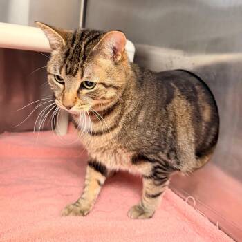 Domestic Short Hair Cats Available for Adoption - Satin | PetCurious