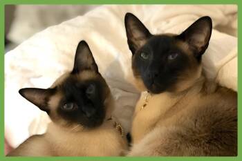 Rescue Siamese Cats for Adoption in Amherst, Massachusetts - Donna And Sachi | PetCurious