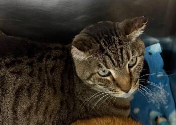Catlynn -  Domestic Short Hair Cat for Adoption in Belton, Texas - Catlynn | PetCurious