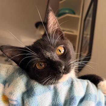 Butch and PQ -  Domestic Short Hair Cat for Adoption in Fort Worth, Texas - Butch And PQ | PetCurious
