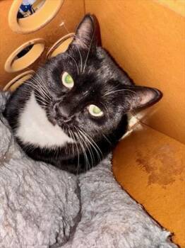 Rescue Domestic Short Hair Cats for Adoption in South Lake Tahoe, California - WEDNESDAY | PetCurious